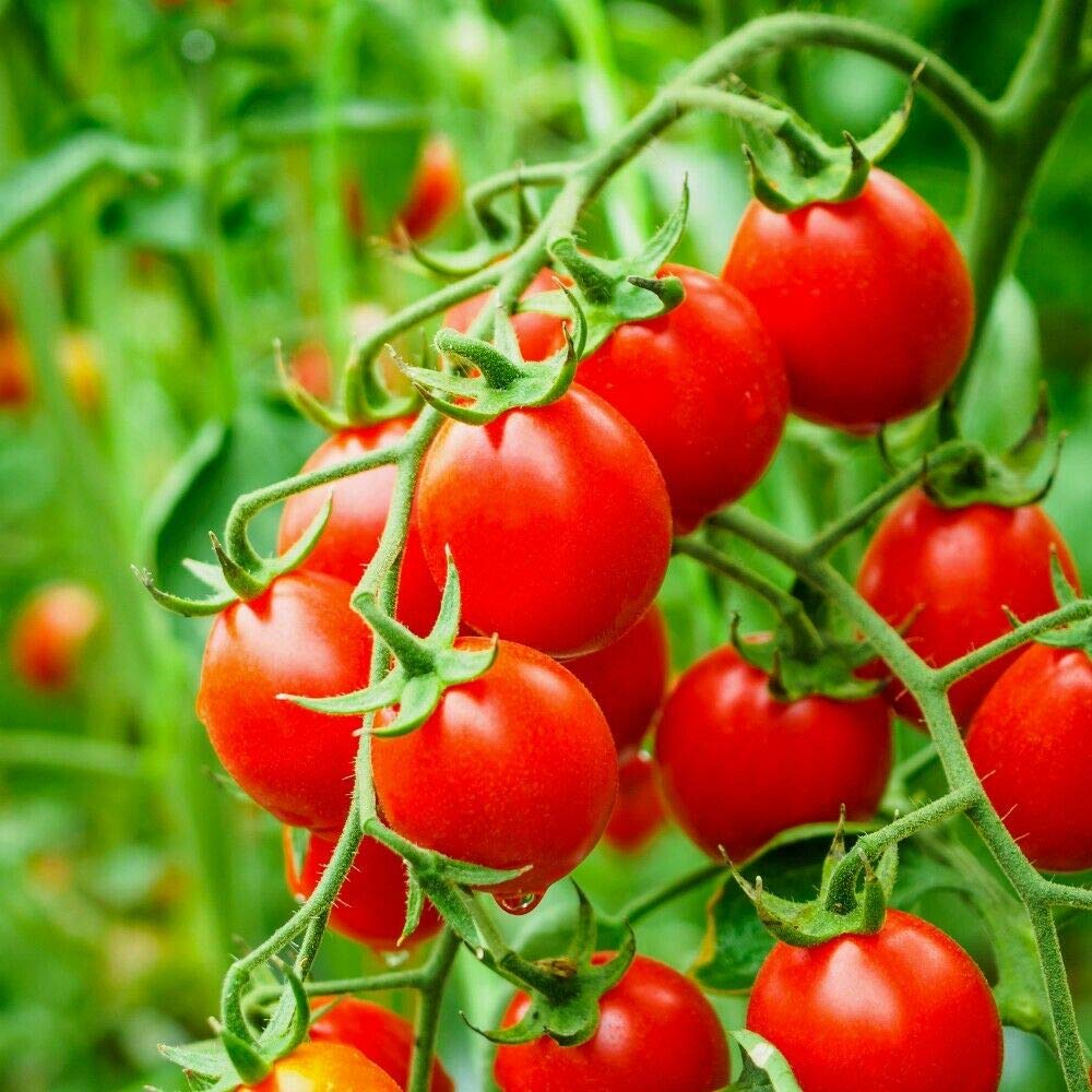 Koralik tomato plant grown from organic seeds with cherry-sized red fruits and bushy growth